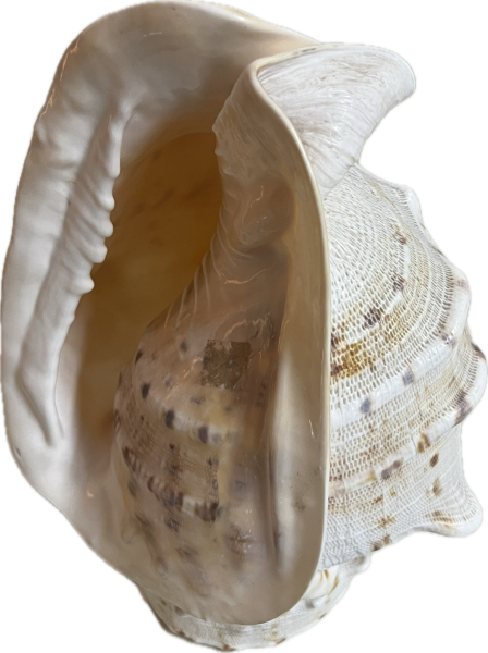 sea_shell